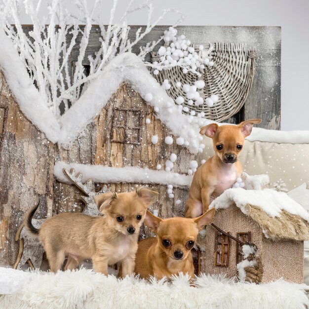 Chihuahuas voor een kerstlandschap