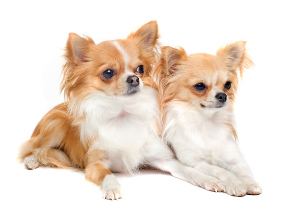 Chihuahuas