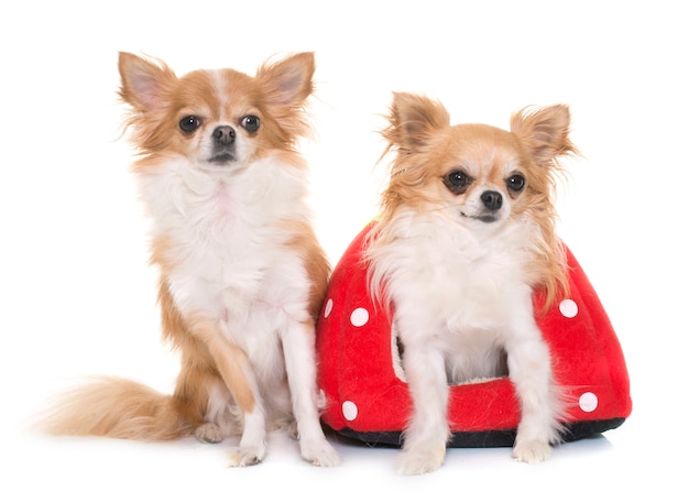 chihuahuas