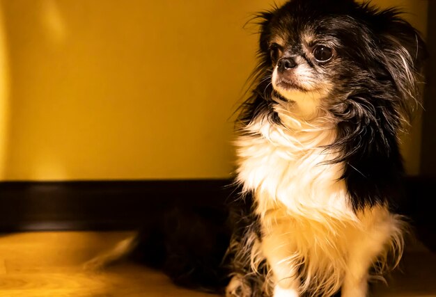 Foto un cane chihuan si siede sul pavimento e guarda i proprietari