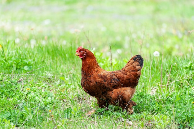 Chiken close up on the farm green grass background