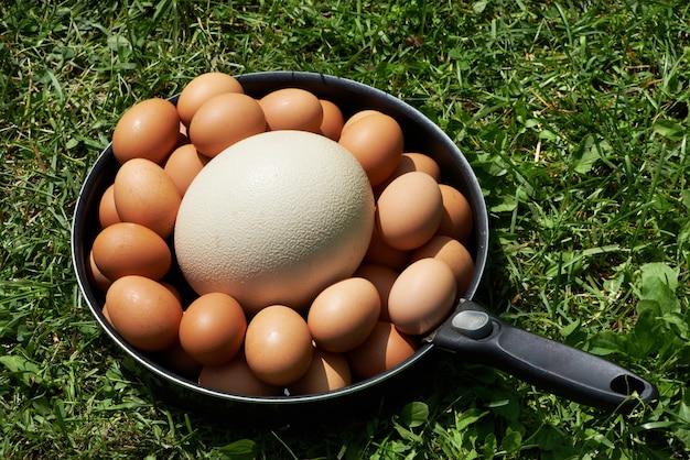 Chiken eggs and ostrich egg on pan