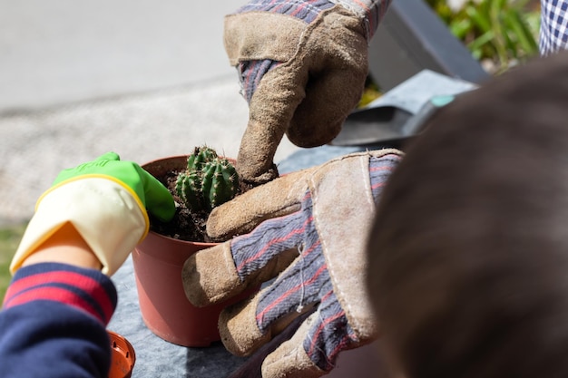 鍋にサボテンを植える子供と大人