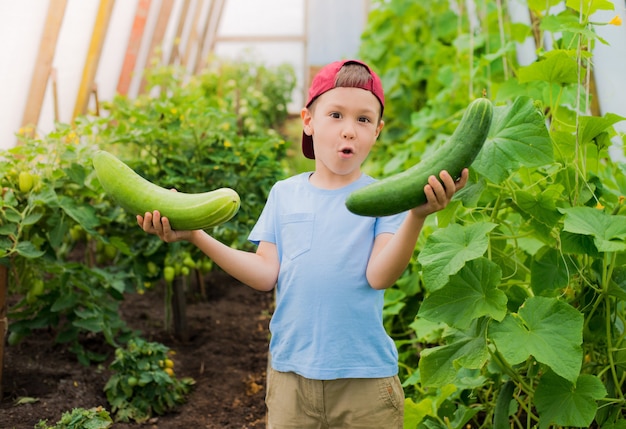 Un bambino stupito con in mano un grosso cetriolo gigante nella serra.