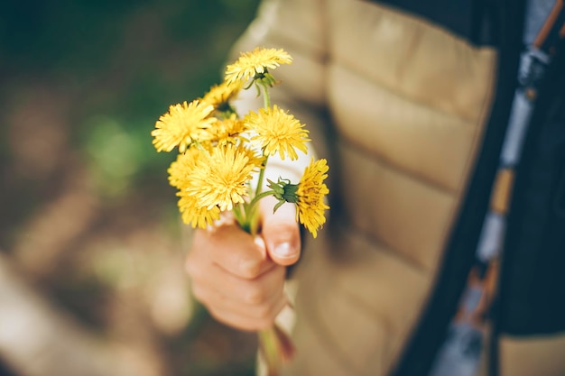 Child boy hands holding bouquet of yellow dandelions Summer outdoor lifestyle authentic moment