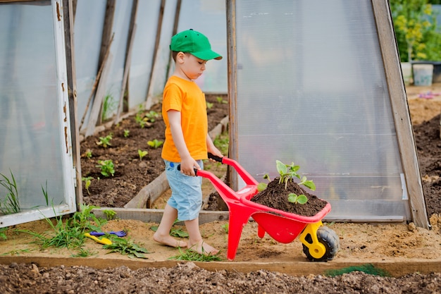 Child carries a wheelbarrow with seedlings