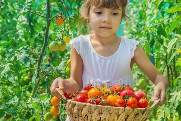 The child collects a crop of tomatoes. Selective focus.