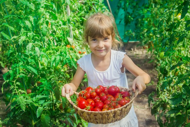 子供はトマトの収穫を集めます。