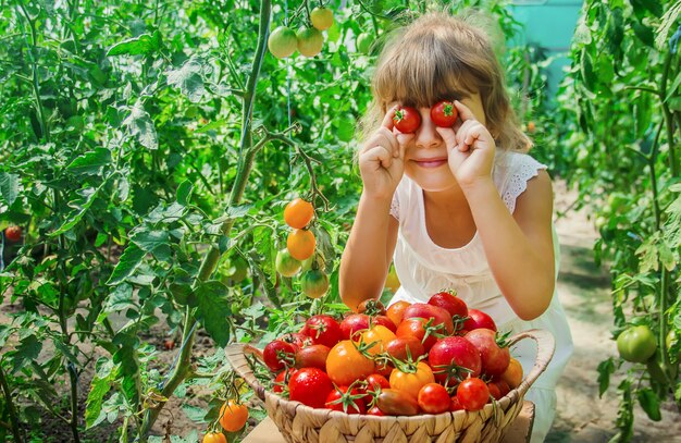 Il bambino raccoglie un raccolto di pomodori fatti in casa. messa a fuoco selettiva.