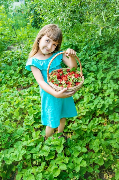 The child collects strawberries in the garden Selective focus