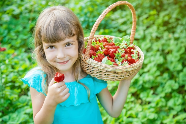 Il bambino raccoglie le fragole nel giardino messa a fuoco selettiva