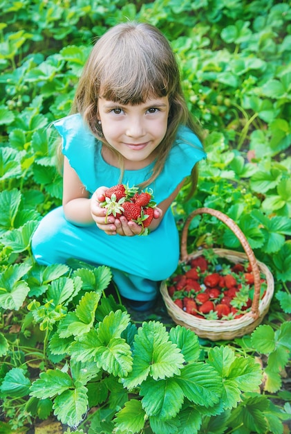 The child collects strawberries in the garden Selective focus