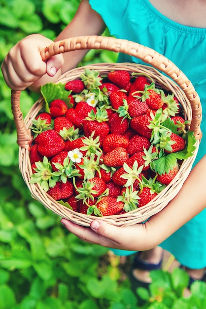 The child collects strawberries in the garden. 