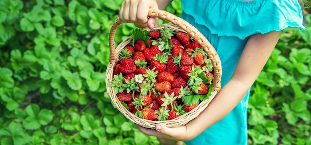 The child collects strawberries in the garden. 