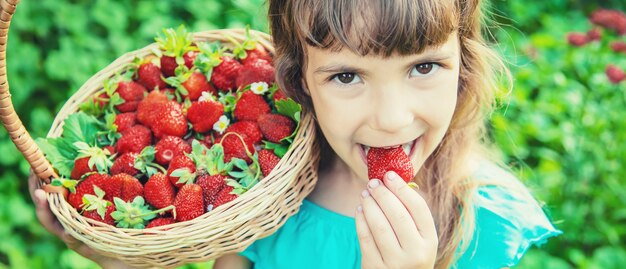 The child collects strawberries in the garden. 