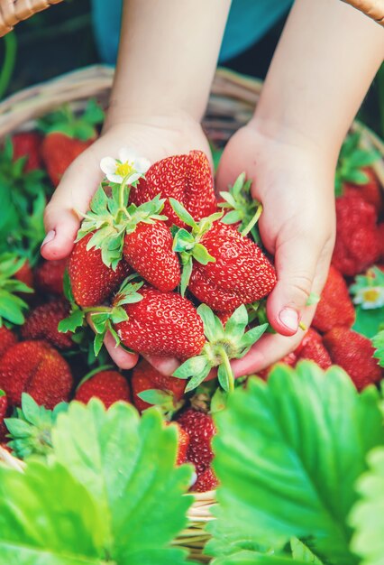 The child collects strawberries in the garden. 