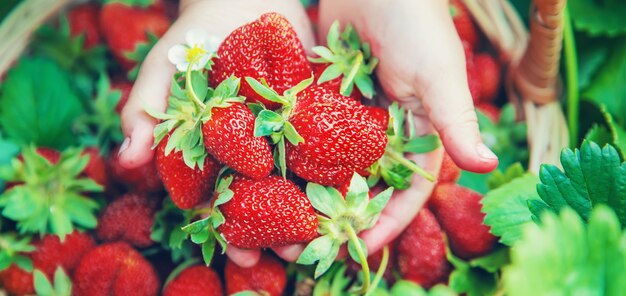 The child collects strawberries in the garden. 