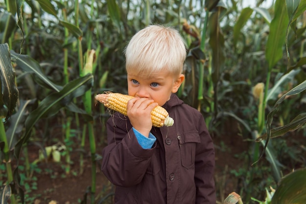 Ребенок в кукурузном поле оставляет темные цвета, ест кукурузный початок