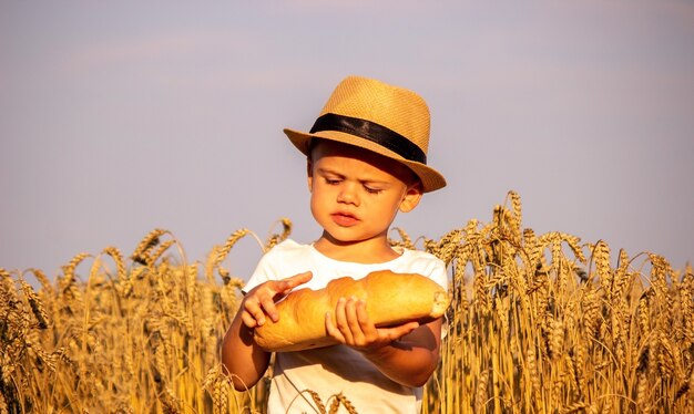 Child eating a loaf in a wheat field. Selective focus