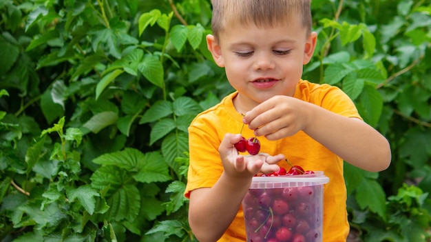 The child eats cherries in the garden