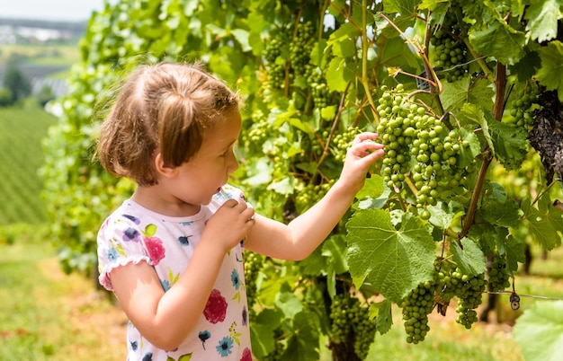 Child examines grapes in vineyard cute little girl looks at vine