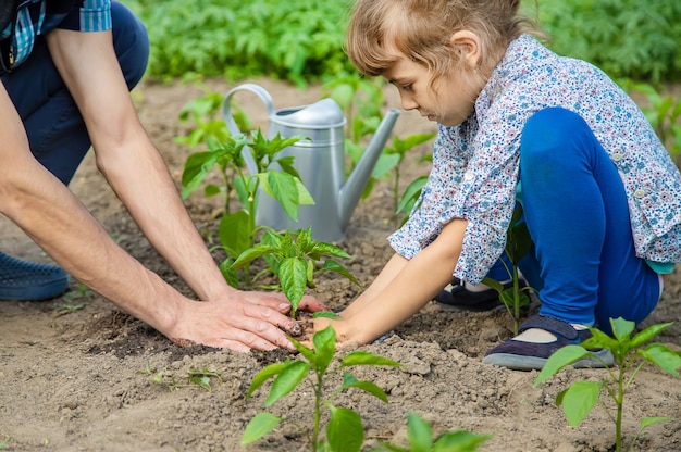 子供と父親は庭に植えます。