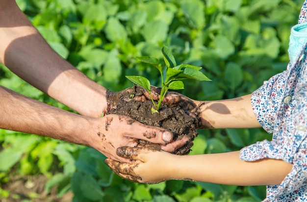 Piante del padre e del bambino nel giardino.