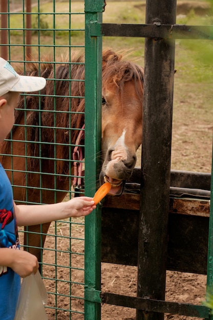 A child feeds a carrot to a horse behind a fence