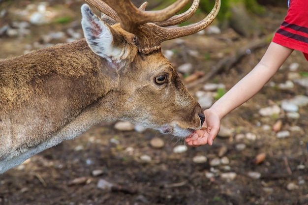 A child feeds a deer in the forest Selective focus