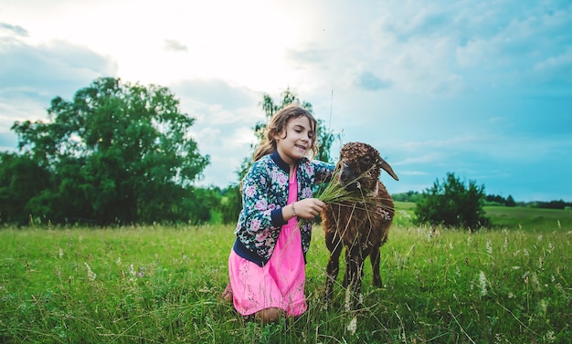 A child feeds a sheep in a meadow