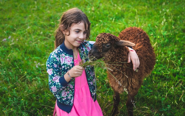 A child feeds a sheep in a meadow