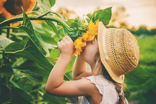 Child in the field of sunflowers is a small farmer. selective focus.