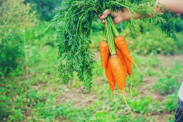 A child in the garden with carrots. 