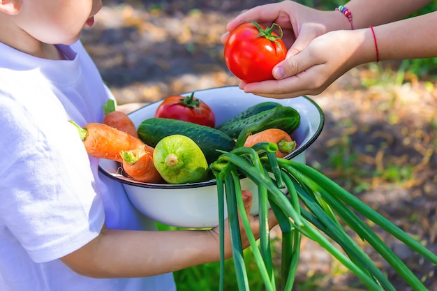 Photo child in the garden with vegetables in his hands