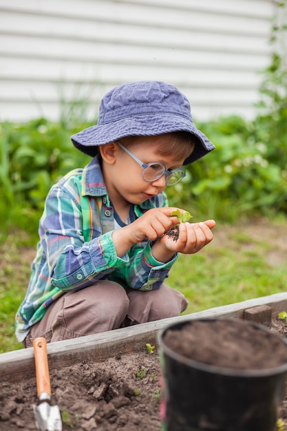 Child gardening in vegetable garden in the backyard