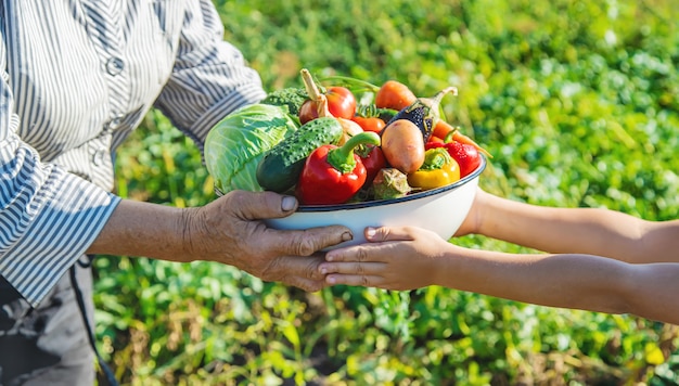 Child and grandmother in the garden with vegetables in their hands. Selective focus.