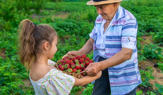 The child and grandmother pick strawberries in the garden. Kid.