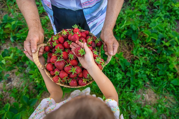 子供と祖母は庭でイチゴを摘みます。キッド。