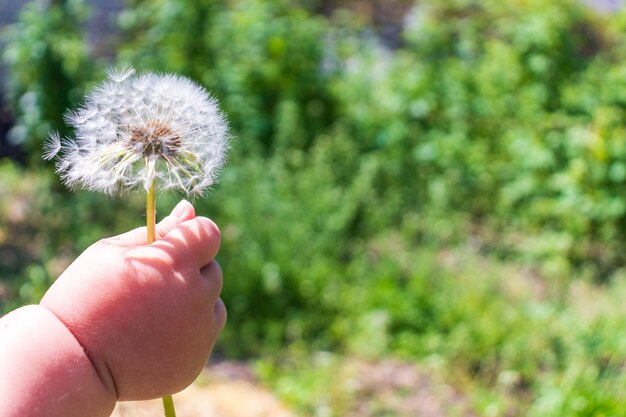 花を与える子供の手