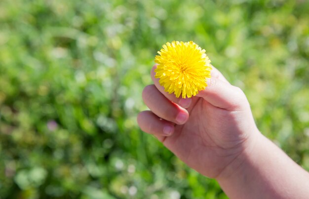 Mano del bambino che tiene un dettaglio della margherita su una priorità bassa piena di sole dell'erba