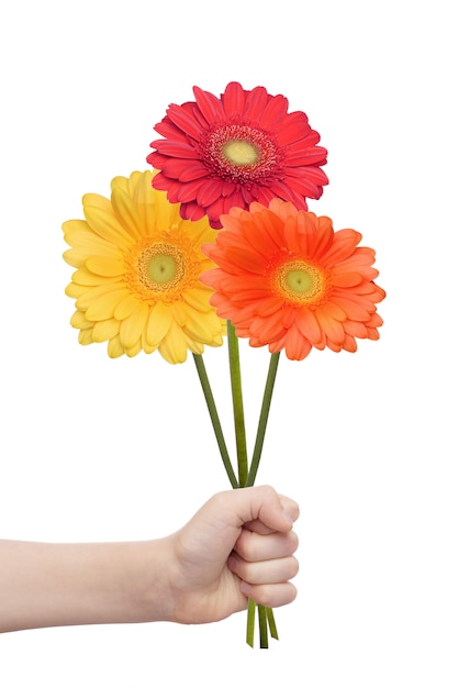 Child hand holding a gerberas flower isolated in white background. 