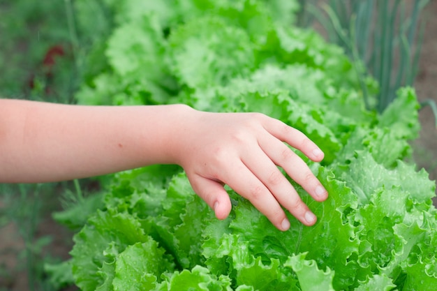 Child hand holding green leaves of wet lettuce in the garden Fresh organic ingrediants for cooking