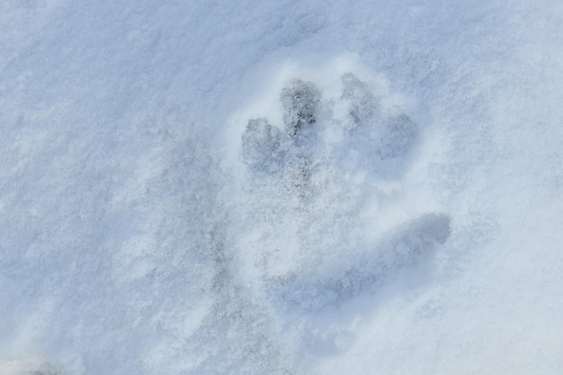 雪の中で子供の手形