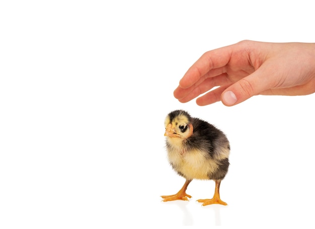 child hand wants to grab a small yellow-black chick with a bare neck, isolated on white background