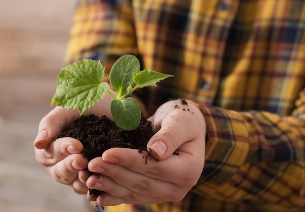 Child hand with cucumber seedlings