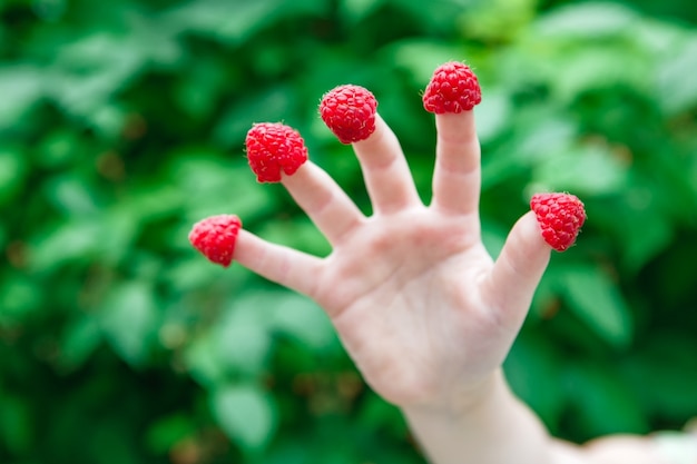 Child hand with raspberries on the fingers