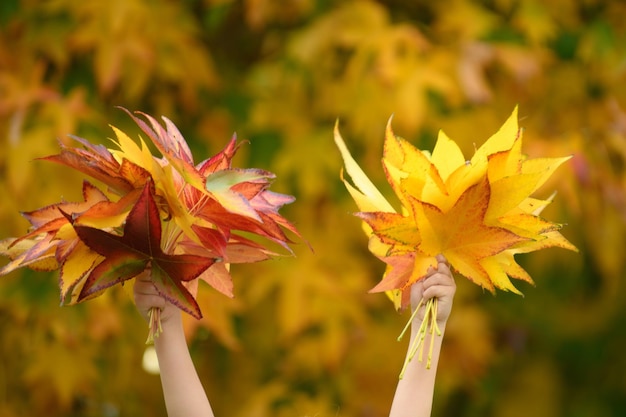 Child hands hold oak and maple leaf outdoor fall autumn foliage concept autumn mood child hand hold