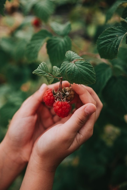 Child hands holding fresh red raspberries on a branch