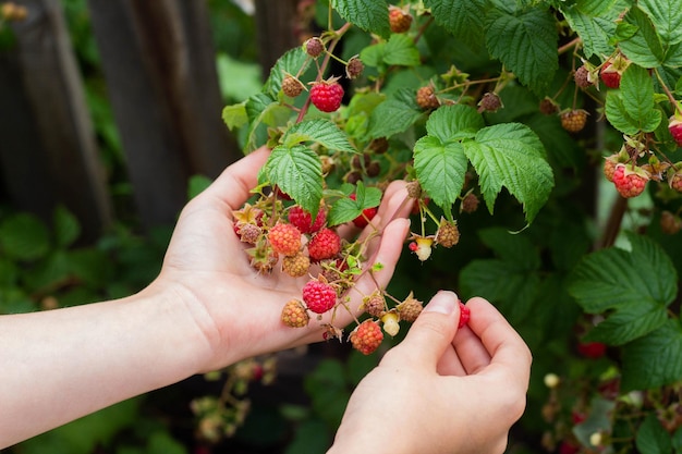 Child hands with big red raspberries