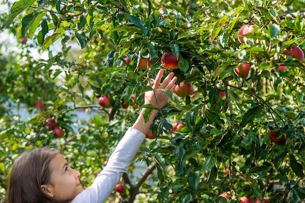 A child harvests apples in the garden Selective focus